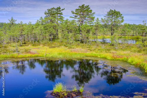 Viru bog  Viru Raba  in Lahemaa national Park  a popular natural attraction in Estonia  a tourist ecological trail. Picturesque landscape with swamp and forest
