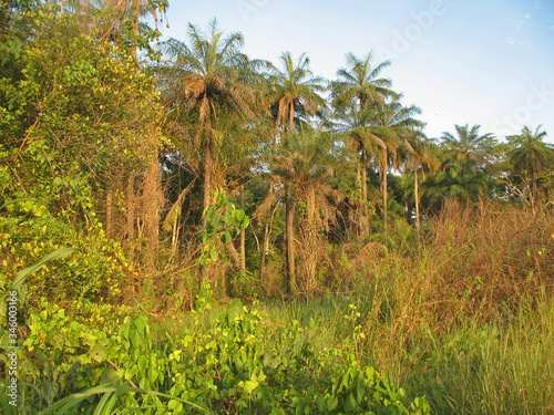 Wallpaper Mural A view of the Cantanhez National Park, Guinea-Bissau. Torontodigital.ca