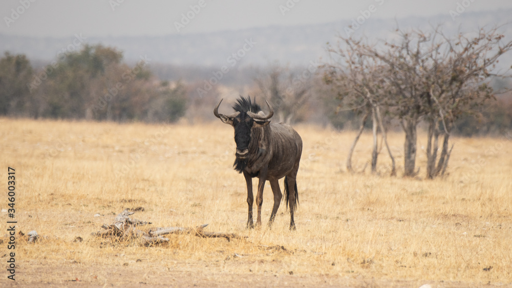 Blue wildebeest (Connochaetes taurinus) Blue wildebeest (Connochaetes taurinus)