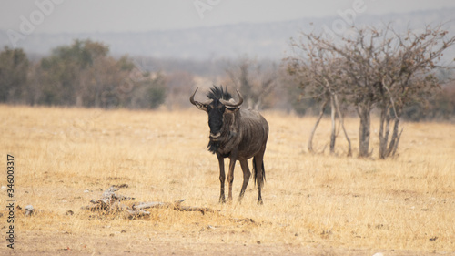 Blue wildebeest (Connochaetes taurinus)