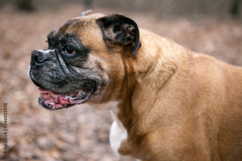 Fototapeta premium Boxer dog in the forest