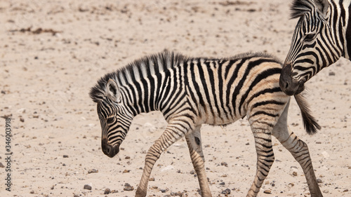 little cute zebra 