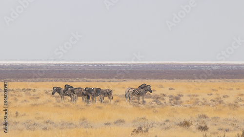 Zebras in the desert 