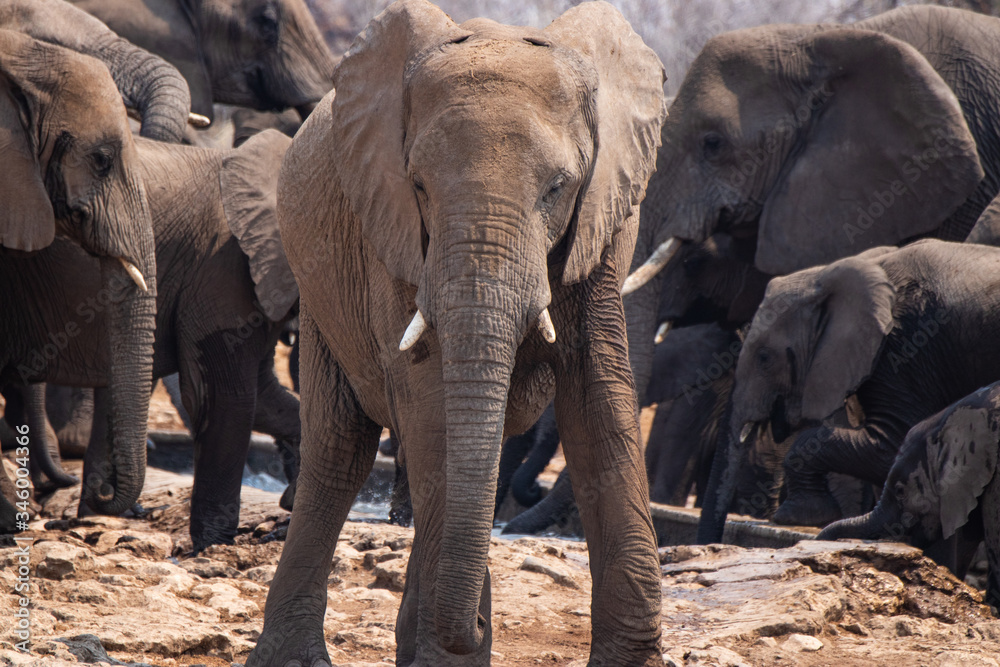 Fototapeta premium elephants in the wild