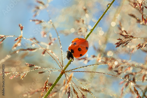 spring meadow with ladybug close up macro