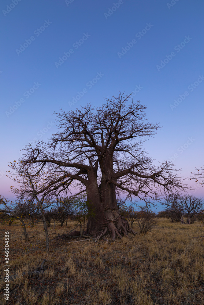 Large lone baobab tree after sunset on Kukonje Island Large lone baobab tree after sunset on Kukonje Island