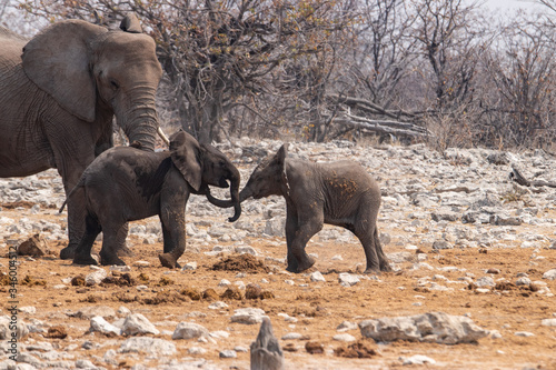 baby elephants