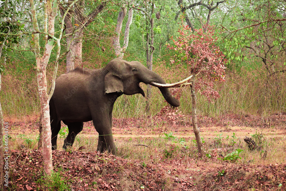 Obraz premium elephant in nagarahole national park, india