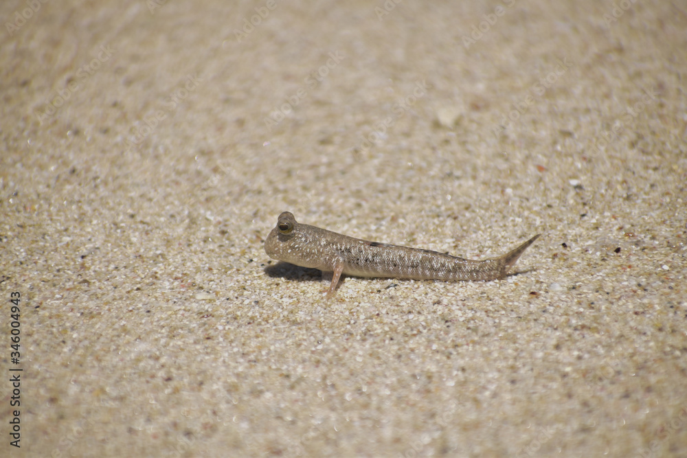 amphibian on the beach