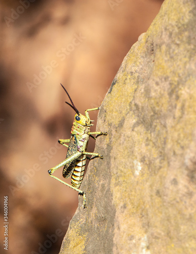 Schilderij op canvas African Bush Grasshopper sitting on a rock