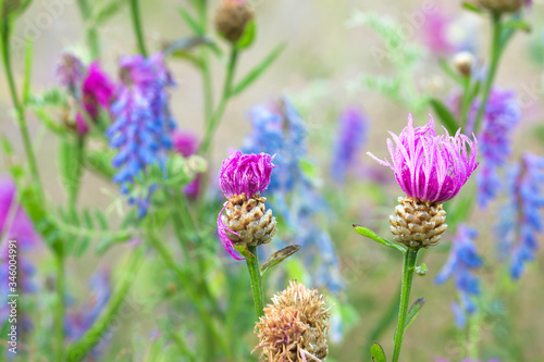 flowers blue purple blossom on a spring meadow