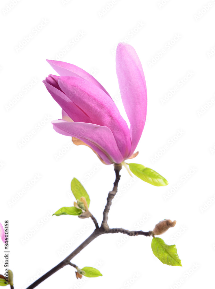 Obraz premium Beautiful delicate purple magnolia close up isolated on white background