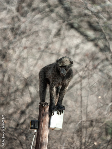 baboon on a lantern photo