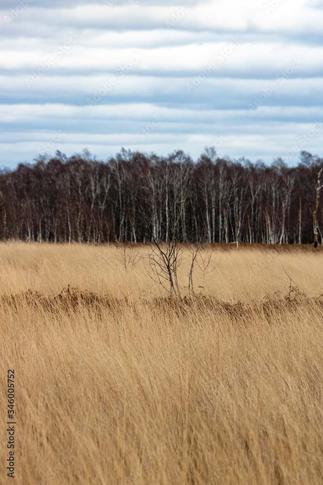 Gras landscape, Griendtsveen The Netherlands Gras landscape, Griendtsveen The Netherlands