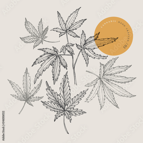Set of hand-drawn cannabis leaf leaves on isolated background. Botanical sketch of marijuana. Vector illustration in retro style. Design element for your creativity, textiles, medicines, cosmetics.