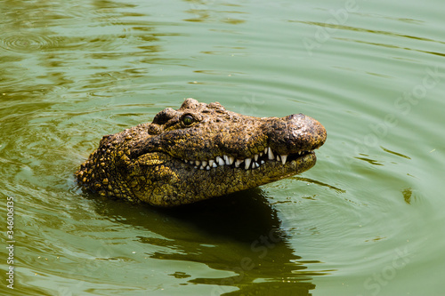 Chill nile crocodile