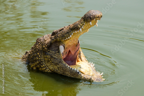 Hungry nile crocodile photo
