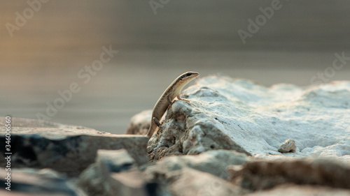 Western three-striped skink on the rock