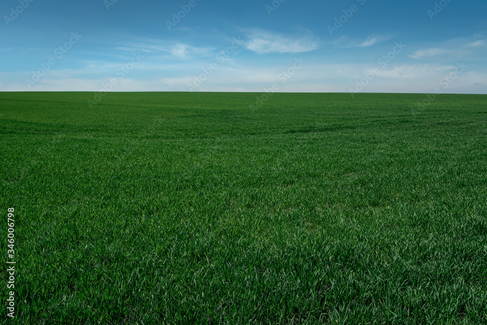 wheat field in spring time wheat field in spring time