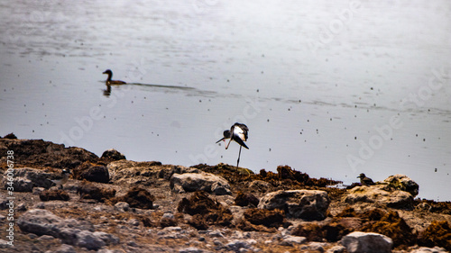 Marsh Sandpiper one-legged