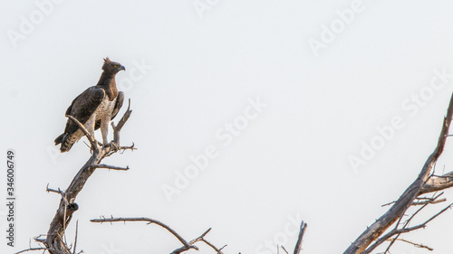 martial eagle