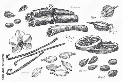 Hand drawn set of spices for cooking. Spicy spices: vanilla, poppy, cinnamon, cardamom, muscat and dried lemon on a light isolated background. Organic food concept. Vector illustration.