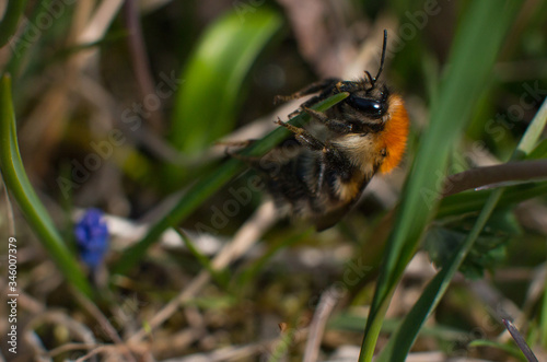the striped bumblebee collects pollen. Summer and nature