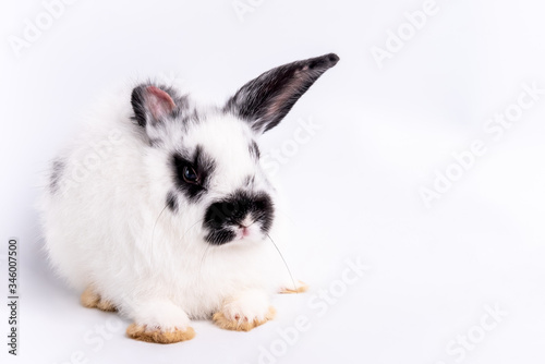 Portrait images of White furry rabbit with long black eare, It is symbol of Easter, On white background, to pet and animal concept.