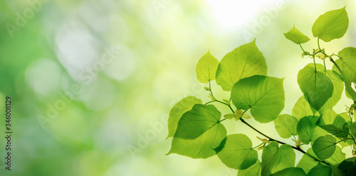 Green leaves on elm tree. Nature spring and summer background. photo