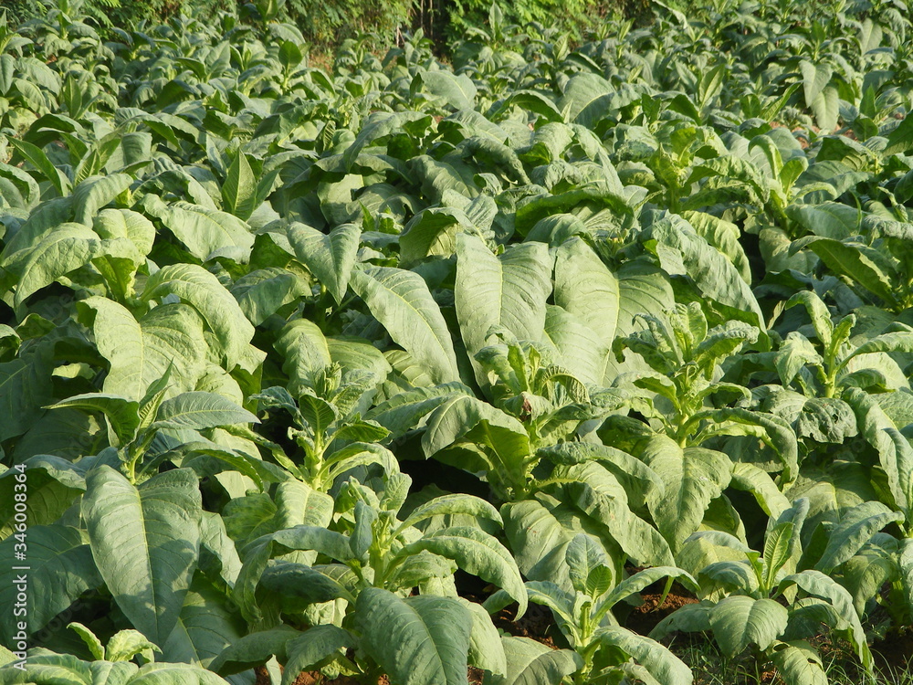 Naklejka premium Tobacco farm