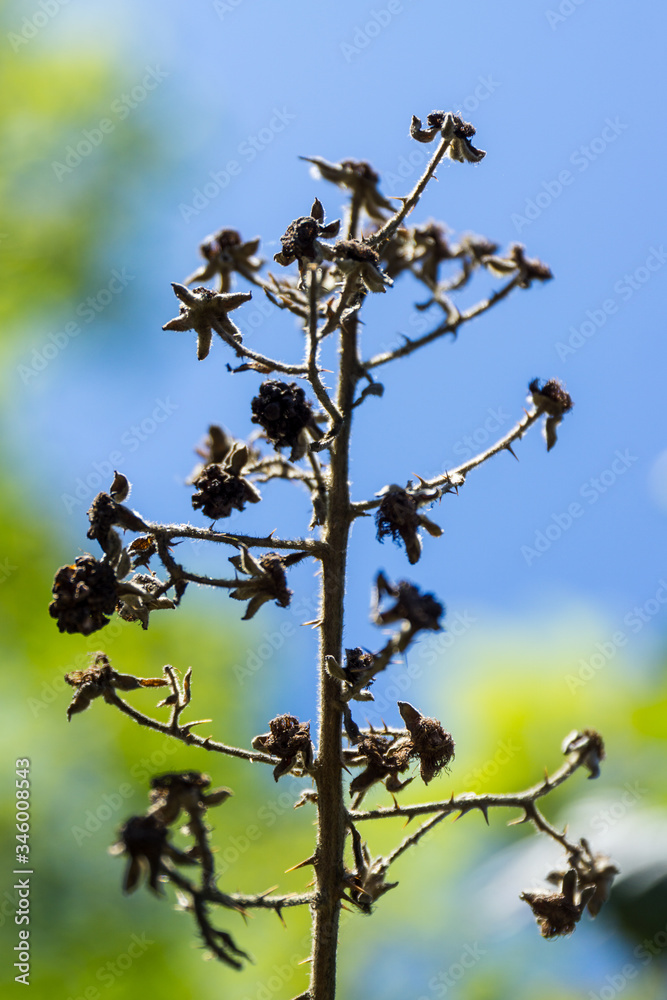 dry blackberry branch in the forest