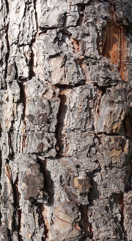 natural pine tree bark abstract background natural pine tree bark abstract background