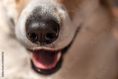 Close up black nose of Welsh Corgi Pembrok dog. in sunny day. Beautiful comic animal. Concept of veterinary dental care.