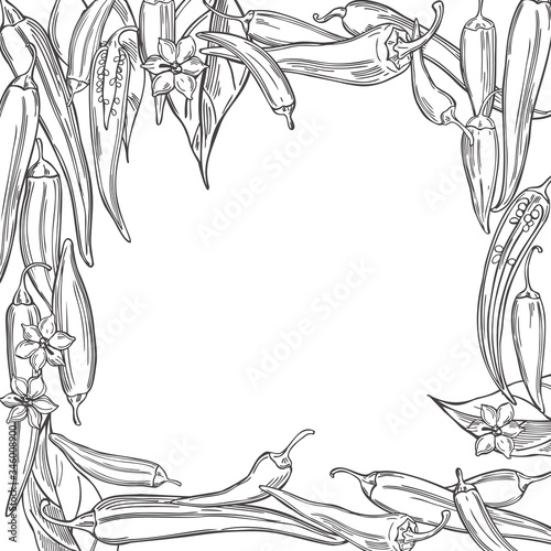 Hand drawn chili peppers on white background. Vector background. Sketch illustration.