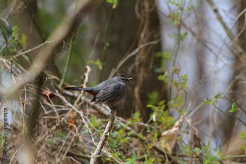 Gray Catbird perched in a dense thicket.  photo