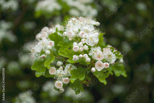 White flowers in late spring