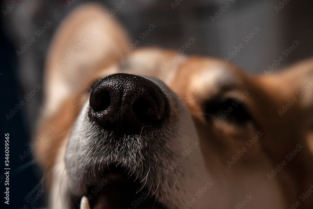 Close up black nose of Welsh Corgi Pembrok dog. in sunny day. Beautiful comic animal. Concept of veterinary dental care.