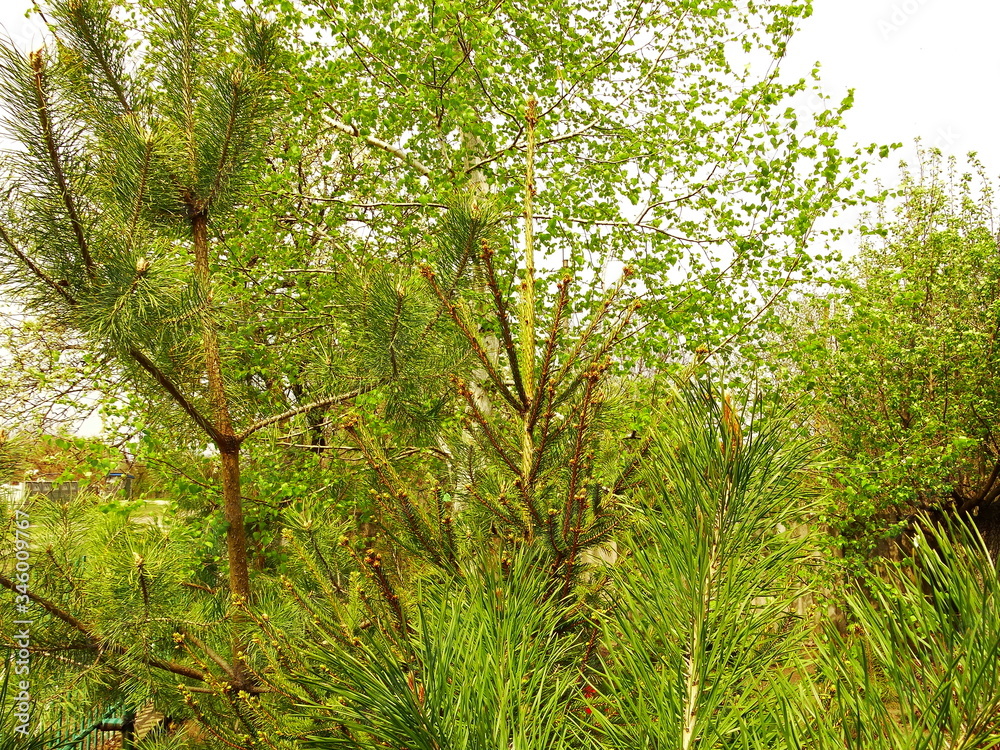 Fototapeta premium tree, flowers, cage, spring, village, summer, sun,
