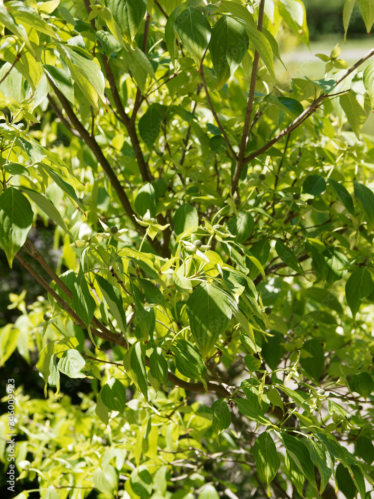 (Cornus kousa) Asiatische Blüten-Hartriegel oder Chinesischer Blumen-Hartriegel mit cremeweißen Blüten, eine wunderschöne weiß blühende Sorte (Cornus kousa) Asiatische Blüten-Hartriegel oder Chinesischer Blumen-Hartriegel mit cremeweißen Blüten, eine wunderschöne weiß blühende Sorte