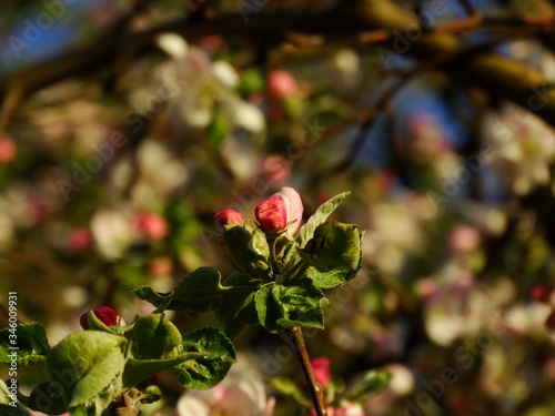 tree, flowers, cage, spring, village, summer, sun,