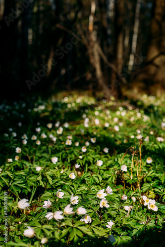 Fototapeta Naklejka Na Ścianę i Meble -  Flowers in the forest. Anemone nemorosa. Dubrenka windworm - a perennial herb; species of the genus Anemone of the family Ranunculaceae