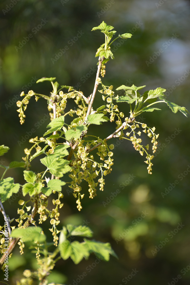 Blooming red currant (Ribes rubrum L.), lit by the sun Blooming red currant (Ribes rubrum L.), lit by the sun