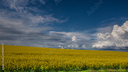 Amazing bright colorful spring and summer landscape for wallpaper. Yellow field of flowering rape and  blue sky with clouds. Natural landscape background with copy space, Europe Bulgaria.