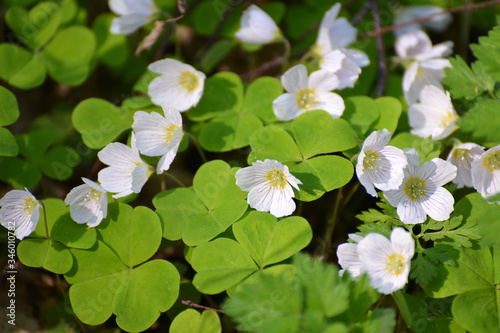 Blooming Common Oxalis (Oxalis acetosella L.)