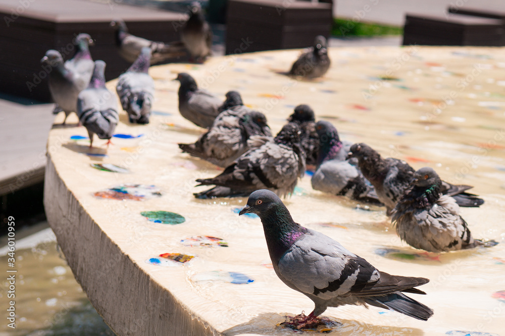 Fototapeta premium Pigeons in the city park. Close-up pigeons.