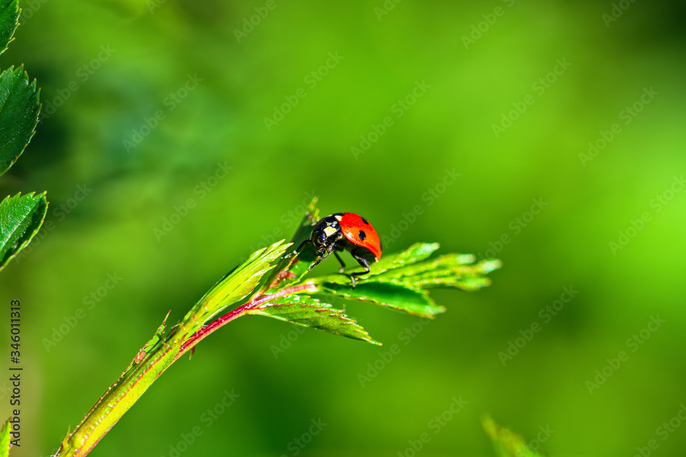 Red ladybug on green leaves. Macro photography. Red ladybug on green leaves. Macro photography.