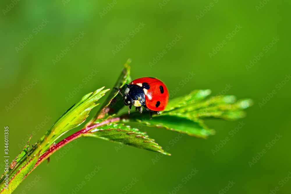 Red ladybug on green leaves. Macro photography. Red ladybug on green leaves. Macro photography.