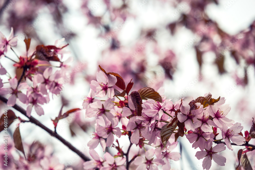 Beautiful and fresh spring backgrund with blurry light pink cherry blossom tree branches