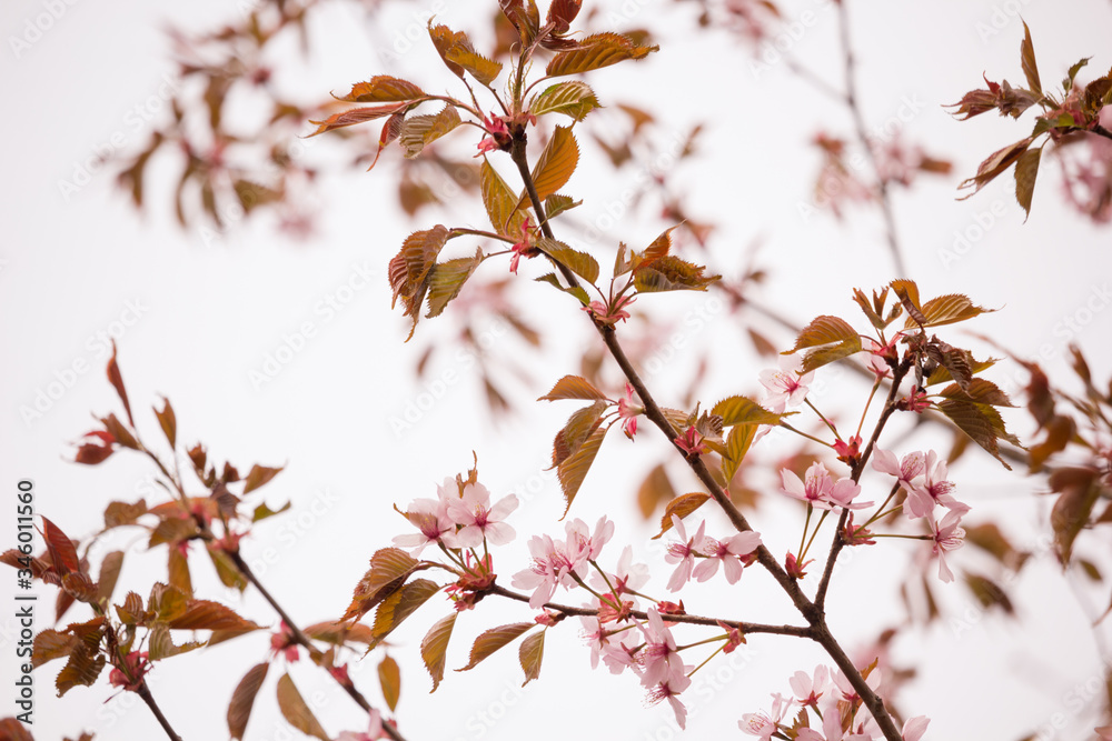 Beautiful and fresh spring backgrund with blurry light pink cherry blossom tree branches Beautiful and fresh spring backgrund with blurry light pink cherry blossom tree branches