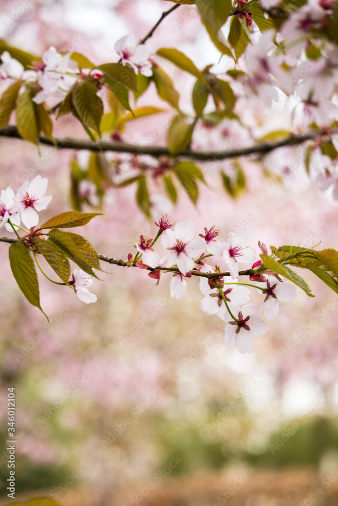 Beautiful and fresh spring backgrund with blurry light pink cherry blossom tree branches background